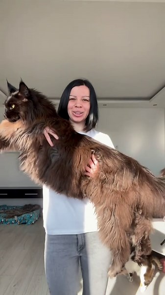 Celebrating My Maine Coon Cat at 3 Years Old