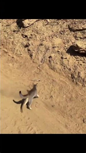 Real Life Ninja Cat vs Snake! You Won't Believe These Reflexes!