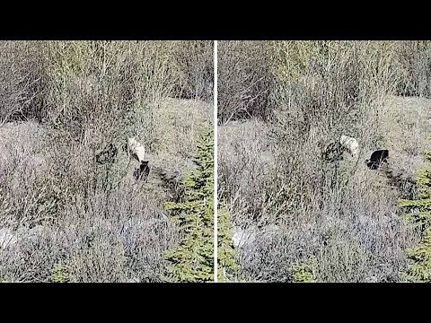 Albino Brown Bear Spotted In Wild