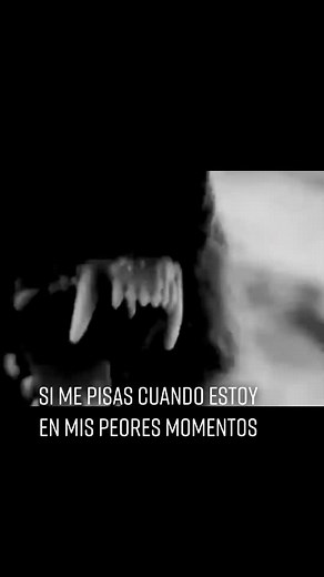 Wolves in Aggression: Intense Confrontation Clips