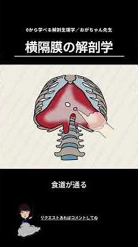 横隔膜の解剖学 #解剖生理学 #呼吸 #横隔膜