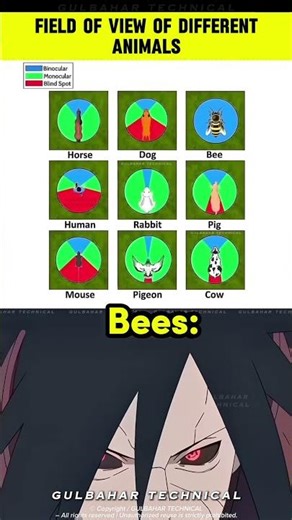 How Animals Really See the World 👀