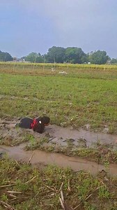 Masayang Obstacle Course Challenge ng ating BSP at GSP! Tibay, talino, at teamwork ang tunay na puhunan! 👏 #BSP #GSP #ObstacleChallenge #Teamwork #FunAndLearning | Ormil Corpuz Datu