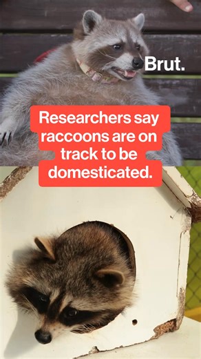 Researchers found evidence that raccoons living near dense human environments are already showing early physical traits of domestication, including shorter snouts. The study suggests domestication starts naturally when wildlife settles into human-made niches. #Raccoons #Domestication #WildlifeResearch #UrbanEcology | Brut