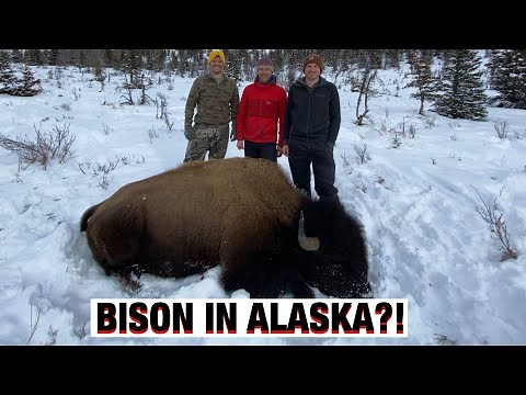 S21Ep8: DIY Farewell Alaska Bison Hunt! Unforgettable!!