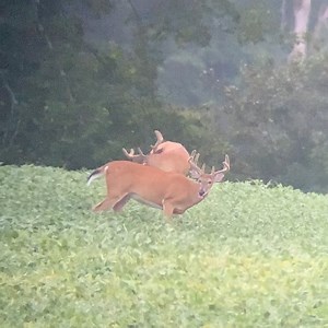 2.8K views · 135 reactions | My 2020 whitetail season starts in less than 6 weeks. Wow/yikes. That said, you just gotta love the summer ramp-up to hunting season and the velvet show that comes along with it. I mean, come on, how cool are these critters? #whitetails #deer #wildlife #conservation #wiredtohunt #meateater | Wired To Hunt | Facebook
