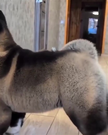 #akita #akitainu #akitasofinstagram #akitalove #akitaclub #akitaworld #akitapuppy #akitadog #akitalovers #akitagram #americanakita #akitas #akitalife #japaneseakita #akitaamericano #akita_inu #akitaofinstagram #akitapics #akita_feature #akitamix #akitalover #akitainudogs #americanakitasofinstagram #akitasofig #akitadogs #akitainupuppy #akitamag #akitavision #akitafamily #akitaru | American Akitas Owners