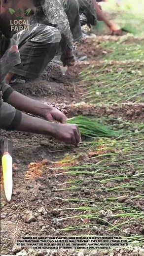 Smart Agriculture: Efficient Traditional Planting Techniques