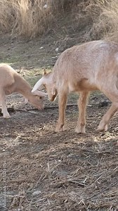 Two playful goats foraging for food while wagging their tails in a dry field