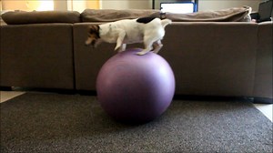 55K views · 1.6K reactions | Dancing pup! <3 | Sam & Marshall | Facebook