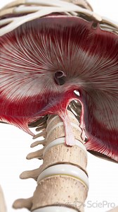 18K views · 87 reactions | ️ The Diaphragm: Your Body’s Primary...