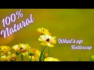 The Buttercup Plant: Nature's Hidden Gem – Uses, Benefits & Cautions Explained