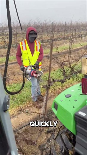 Modern Vineyard Pruning Techniques 🍇
