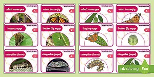 Butterfly Life Cycle Flash Cards