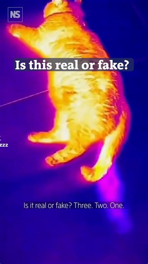 How to spot fake science videos online ⁠ Science communicator @jamiebgall puts viral videos to the test and challenges us to separate science-fact from science-fake. Take this cat clip that supposedly uses infrared technology. For starters, infrared light can’t pass through windows, and that teddy bear wouldn’t give off heat. So next time you’re scrolling, don’t believe everything you see online.⁠ ⁠ ⁠New Scientist Live is the world’s greatest festival of ideas and discoveries. Everything you lov