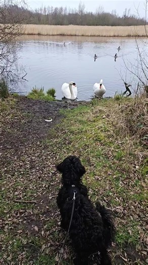 Long Walks with My Cockapoo: Nature's Best