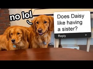 My Dogs Answer Fans Questions!