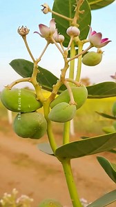 866K views · 10K reactions | The Magical Plant 90% People Don't Know About! - Calotropis Benefits & Uses! #shorts #plants #farming #instagram #reels #herbs | The Facts Hub | Facebook