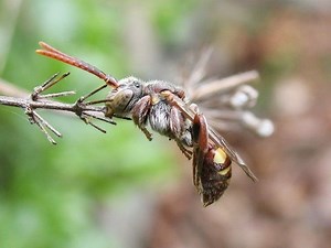 Cuckoo bee - Alchetron, The Free Social Encyclopedia