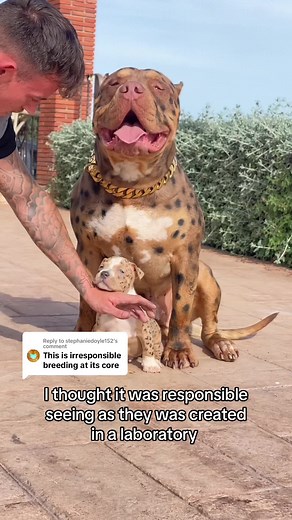 Laboratory-Bred Hybrid Dogs: Behind the Scenes