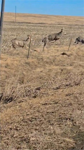 A Wonderful Moment of Deer on the Move! #deer #muledeer #wildlife #southdakota #shorts