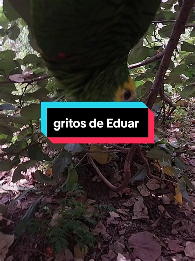 #MLBBSquadRewards | Mobile Legends: Bang Bang