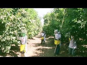 El crecimiento de la agricultura en el Perú