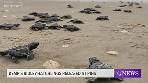 Kemp's Ridley Sea Turtle hatchlings released at Padre Island National Seashore