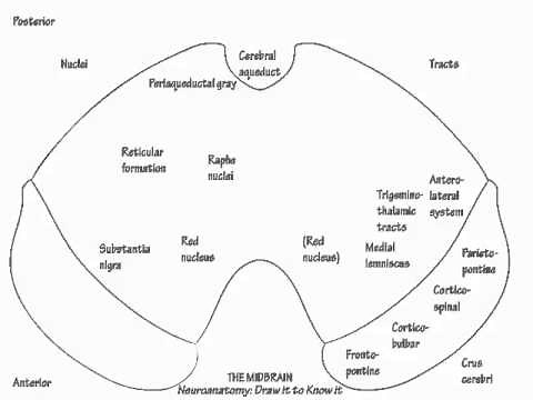 The Midbrain - Draw it to Know it - Neuroanatomy Tutorial
