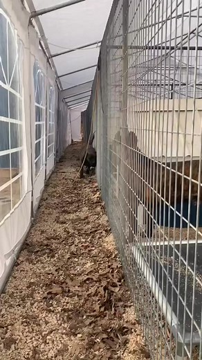 Hey, can you scratch my back for me? www.realpresa.com. . #comedy #skit #scratch #back #dogsoffacebook #doglovers #dogphotography #dogphotos #presacanario #guarddog #familydog #realpresa #cabezagrande #preservationbreeder | Jen Chandler Cabeza Grande Kennel