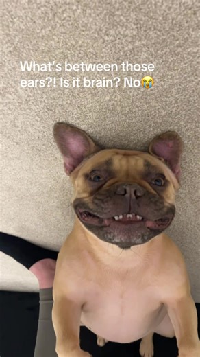 Funny French Bulldog Moments