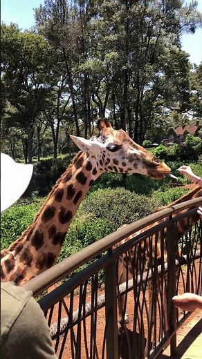 Feeding beautiful giraffes at Giraffe center in Kenya, Nairobi #giraffe #wildlife #africa