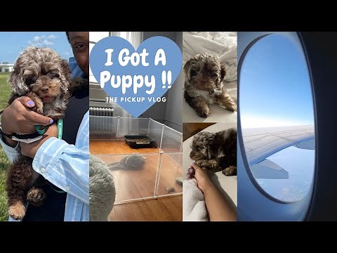 Flying to pick up my new Puppy | Chocolate Merle Cockapoo | First Week in his Life 🐶 VLOG