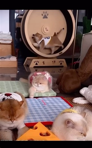 🐱 #peaceful 💕#adorable #cat #lovely #shorts