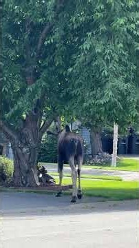 동네 한복판에 무스가? Wild Moose in My Neighborhood!