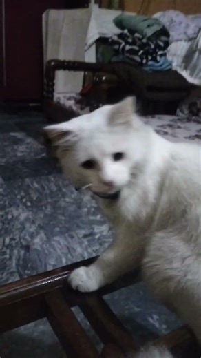 cats effects #animal #cat #catvideos #blackcat #fyp #shortvideo #youtube