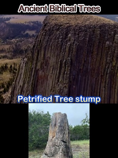 Ancient Biblical Trees Mentioned in Daniel 4:10 | Discover the Significance