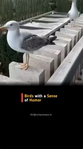 UNIQUE SAYS on Instagram: "Some birds appear to have a surprising sense of humor, displaying playful behavior that goes beyond basic survival instincts. Parrots, for example, are known to mimic sounds and laughter, sometimes using their vocal tricks to tease or startle humans and other animals for apparent amusement. Crows and ravens have been observed playing pranks, like stealing shiny objects or intentionally dropping nuts near traffic so cars can crack them open. These clever antics suggest 