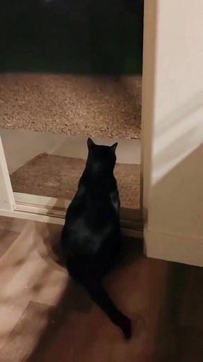 "Sleek, sweet, and a little mischievous" | Black Cat Lover’s