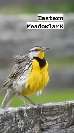 Eastern meadowlark | call #reels #bird #nature #singing #sounds | Okicau