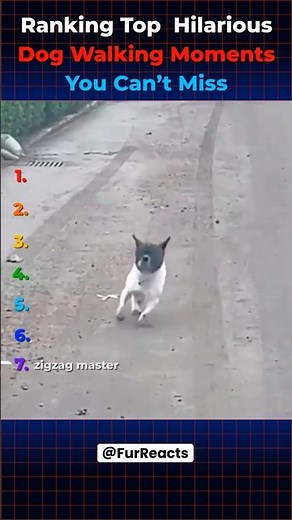 Funniest Dog Walks Ranked By Silliness