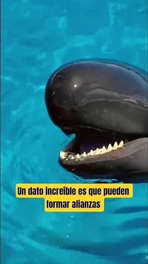 Orca or Dolphin? The Ocean’s Strangest Predator 🌊