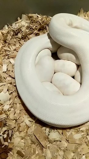 #ballpythonsoftiktok #reptilebreeder #snakesoftiktok #ballpythonbreeder #snakesontheplain #snakeegg #babysnake #petsnakesoftiktok #education #snake