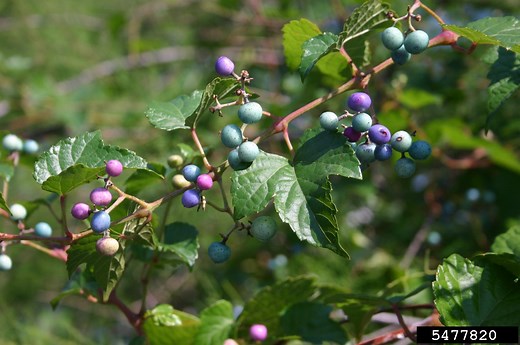 Porcelain berry - WIGL