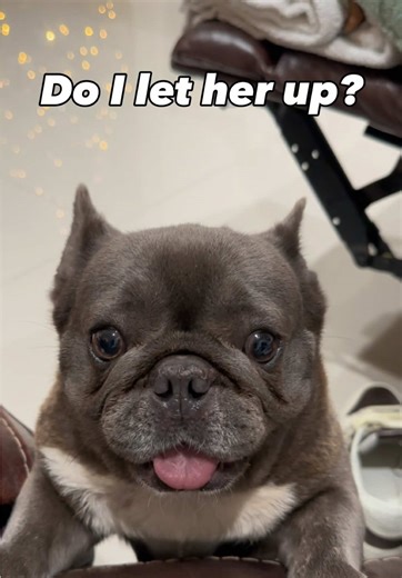Stitch trying to get on the couch 🐶 🛋️ What would you do in this situation? Let us know in the comments 😊 #dog #frenchbulldog #funny #puppy