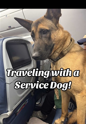 Here’s a realistic perspective of what it looks like traveling with a service dog! When I first created this page I set out to show what a true service animal should look like in public. How well mannered, aware and out of the way a properly trained SD should be. The goal was to educate people on service animals and put in perspective what the expectations are and hopefully hold everyone accountable to that standard. I’m not suggesting I have the best trained dog out there, not even close but I 