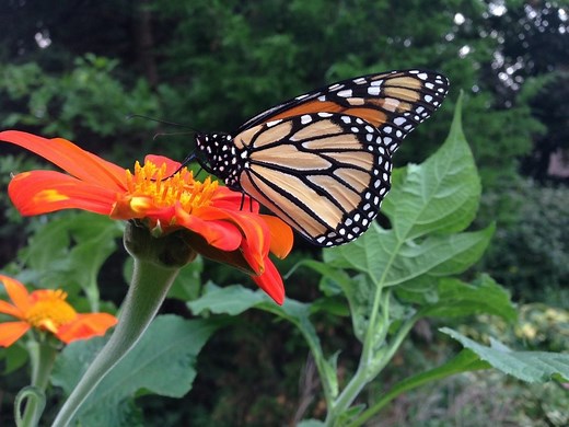 Monarch Butterfly Flowers You Should Grow
