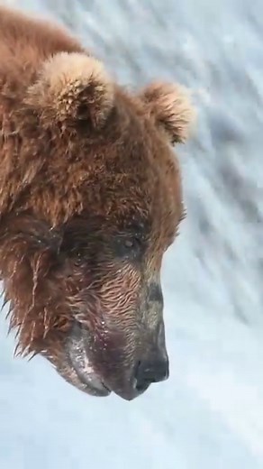 Bunny Boot product development update. Part 2. @alaskagearcompany worked with more than 30 field testers from all walks of life to provide real-life testing scenarios globally. The testers consisted of subsistence harvesters, bush pilots, reindeer herders, guides, mushers, ranchers, and many other skilled outdoorsmen and women. We appreciate all field tester applicants’ feedback, support, and design input. Thank you, field testers, for your honest feedback and contributions to the design improve
