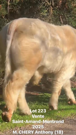 Simon Genetic on Reels