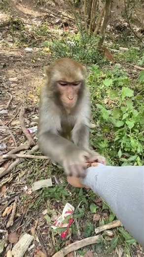 Monkey King pulls out thorns as fast as lightning #MonkeyBecomesASpiritsS
